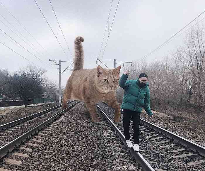 大きい猫が好き