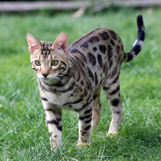 大きい猫が好き