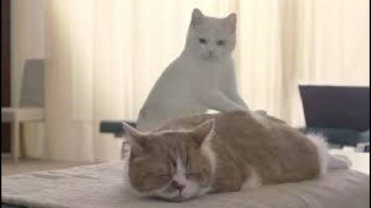 大きい猫が好き