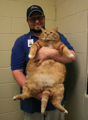 大きい猫が好き