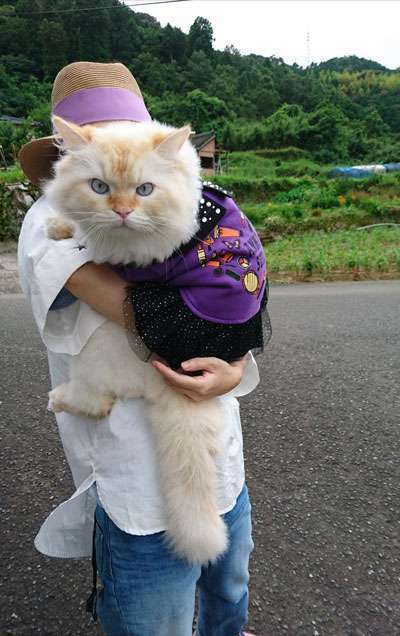 大きい猫が好き
