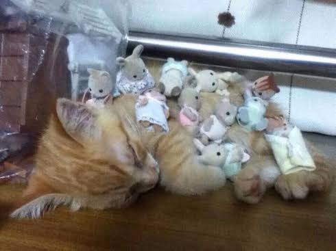 大きい猫が好き