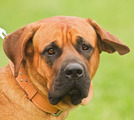 「許せない」愛犬が散歩中に蹴飛ばされ即死…飼い主が語った当時の状況と立ち去った47歳の男