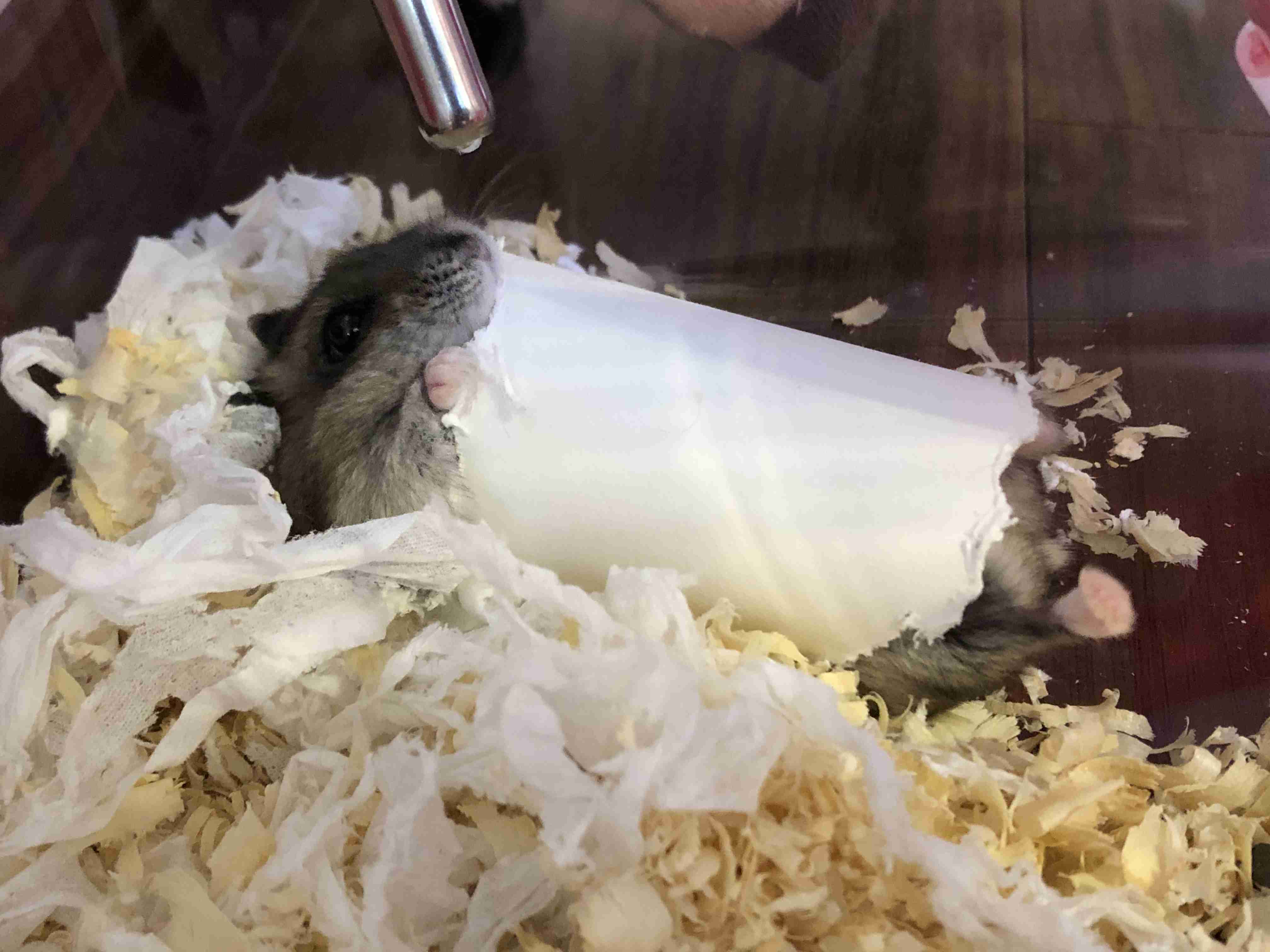 皆さんのハムスター 見たいです(^^)part2