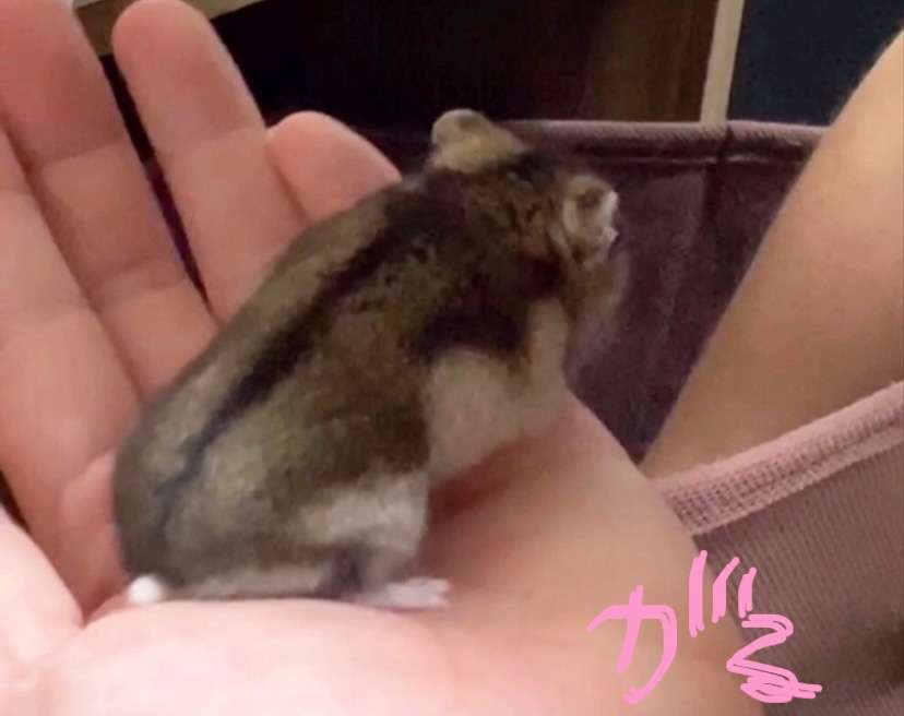 皆さんのハムスター 見たいです(^^)part2