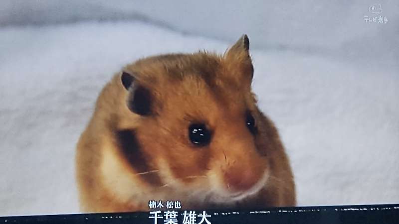 皆さんのハムスター 見たいです(^^)part2