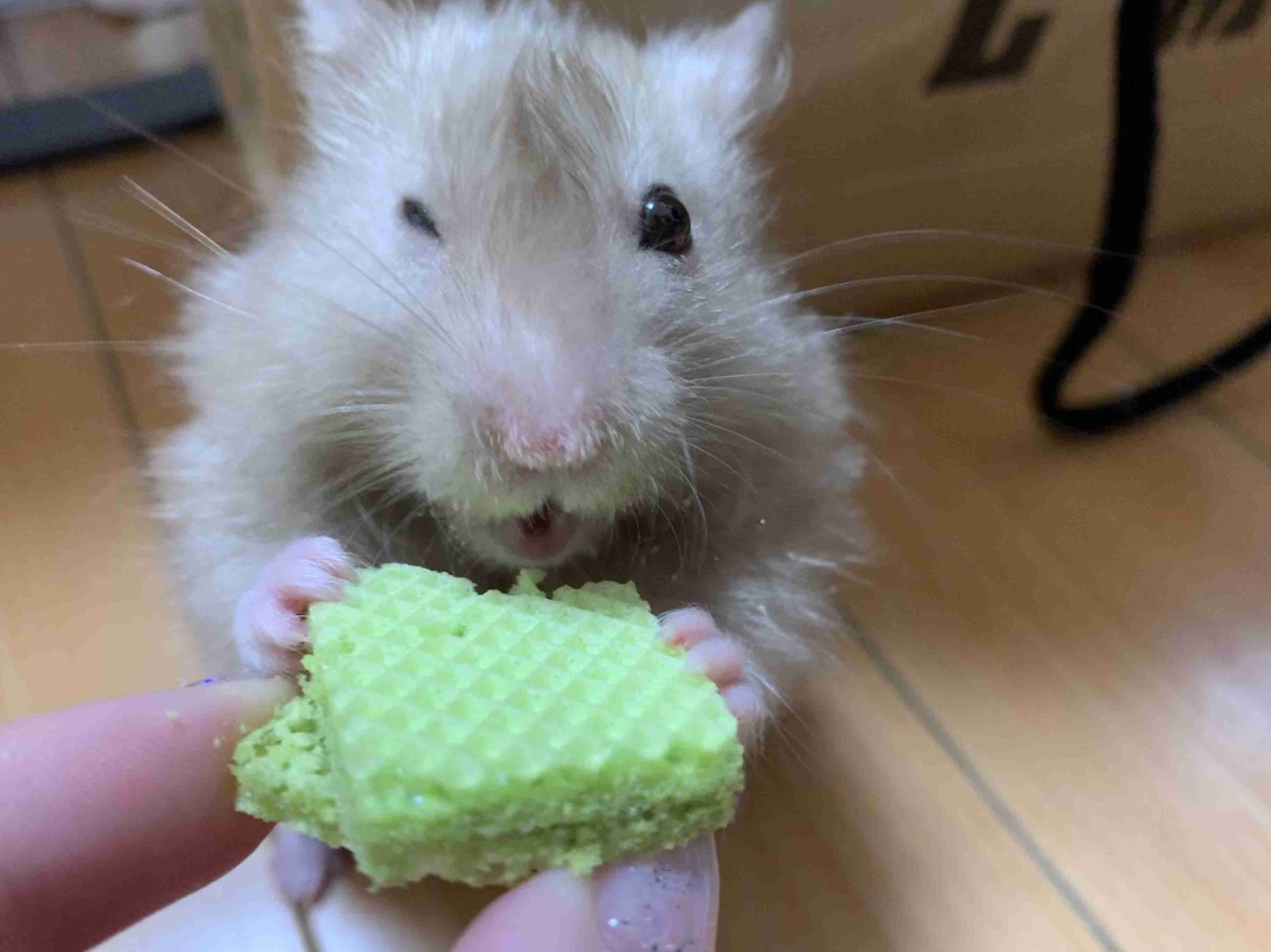 皆さんのハムスター 見たいです(^^)part2