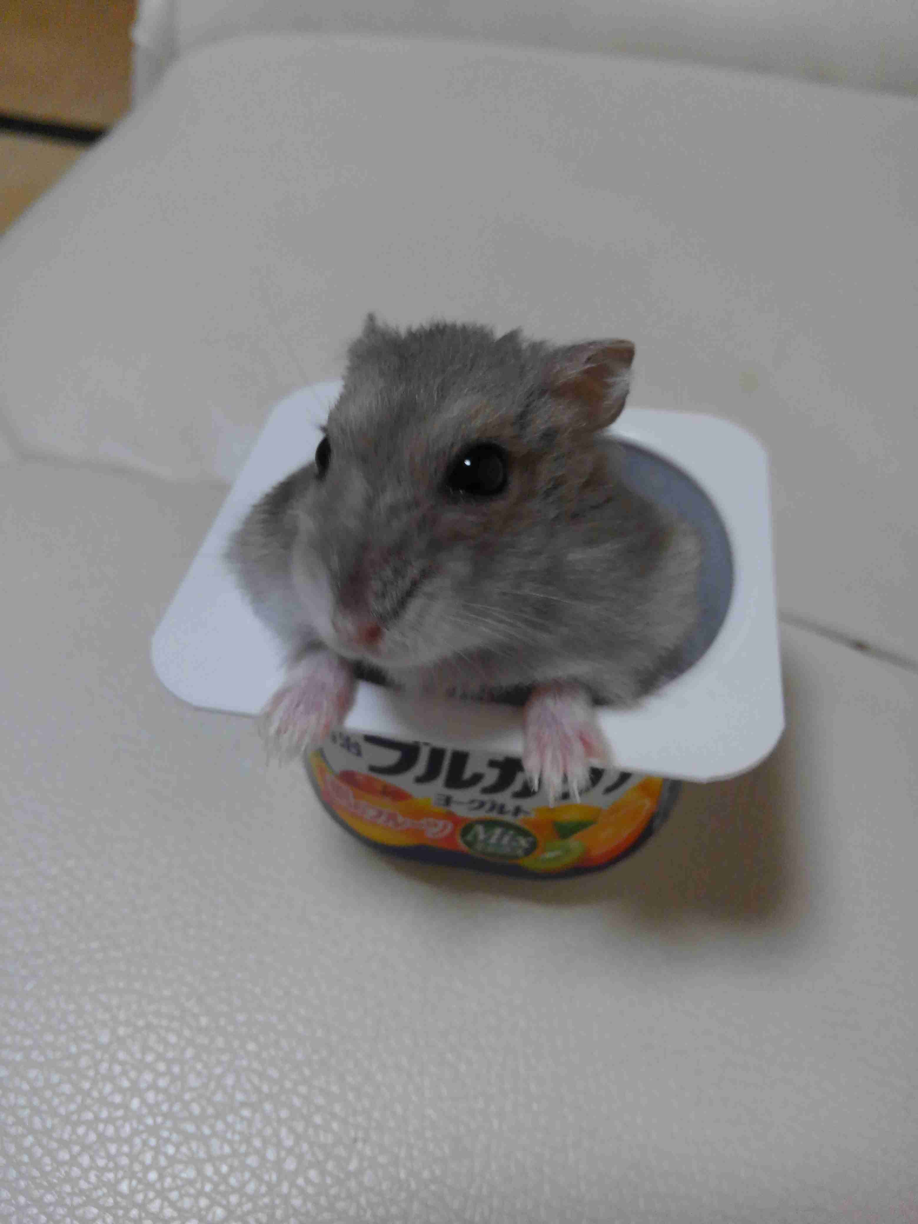 皆さんのハムスター 見たいです(^^)part2