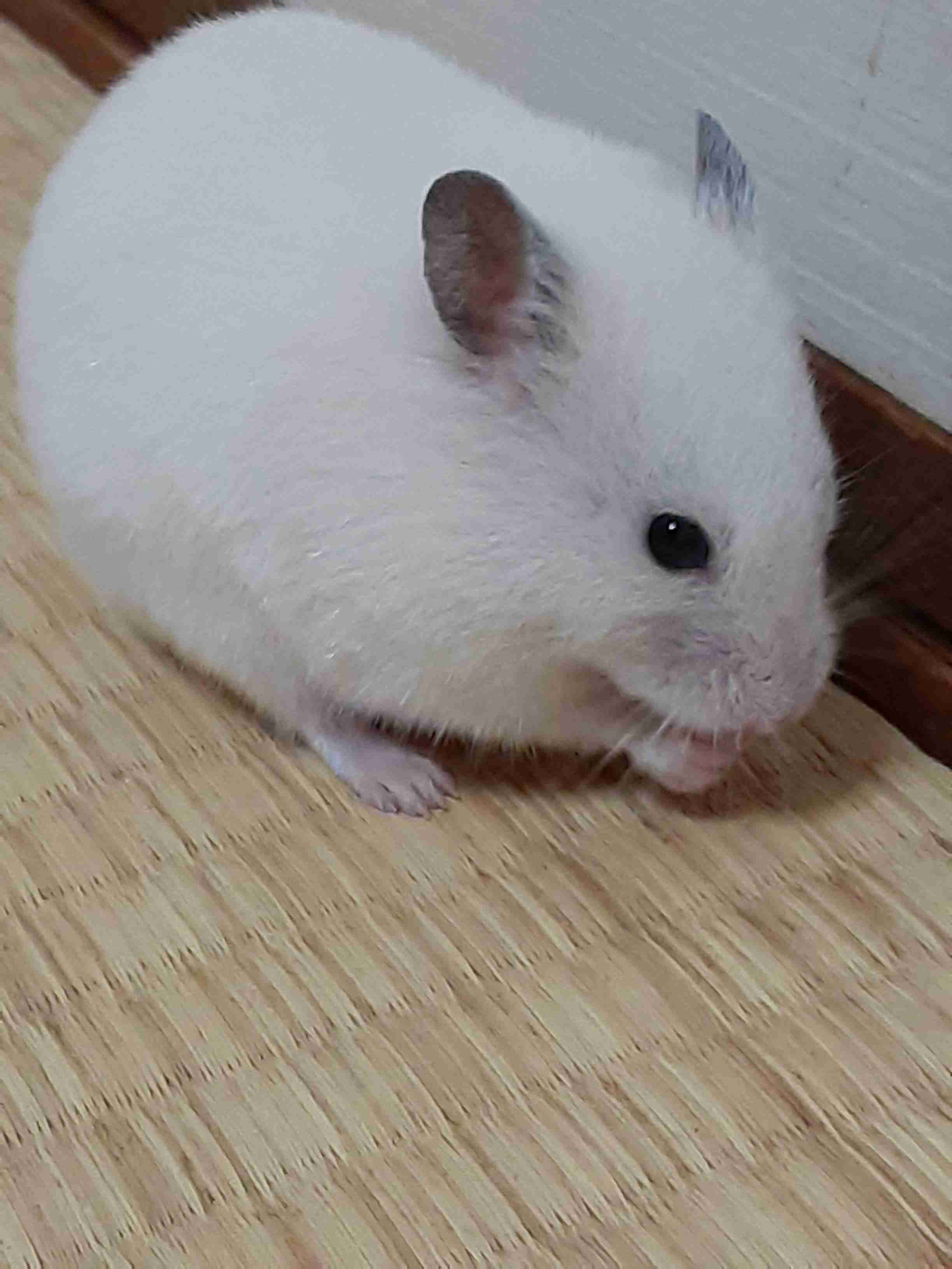 皆さんのハムスター 見たいです(^^)part2