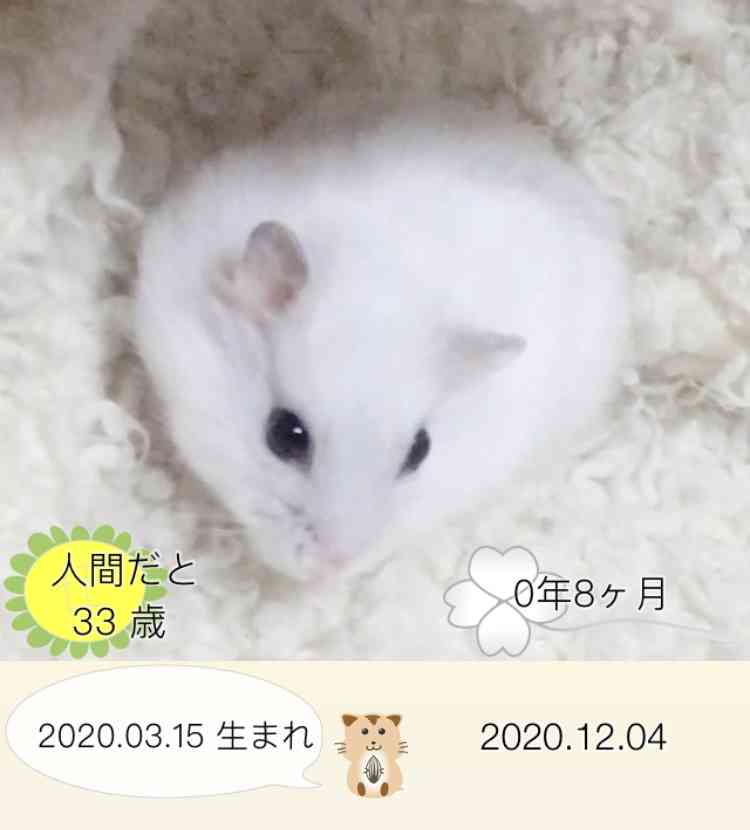 皆さんのハムスター 見たいです(^^)part2