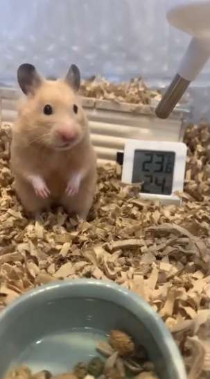 皆さんのハムスター 見たいです(^^)part2