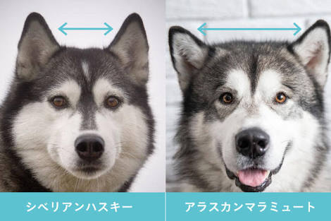 声がハスキーな人あるある