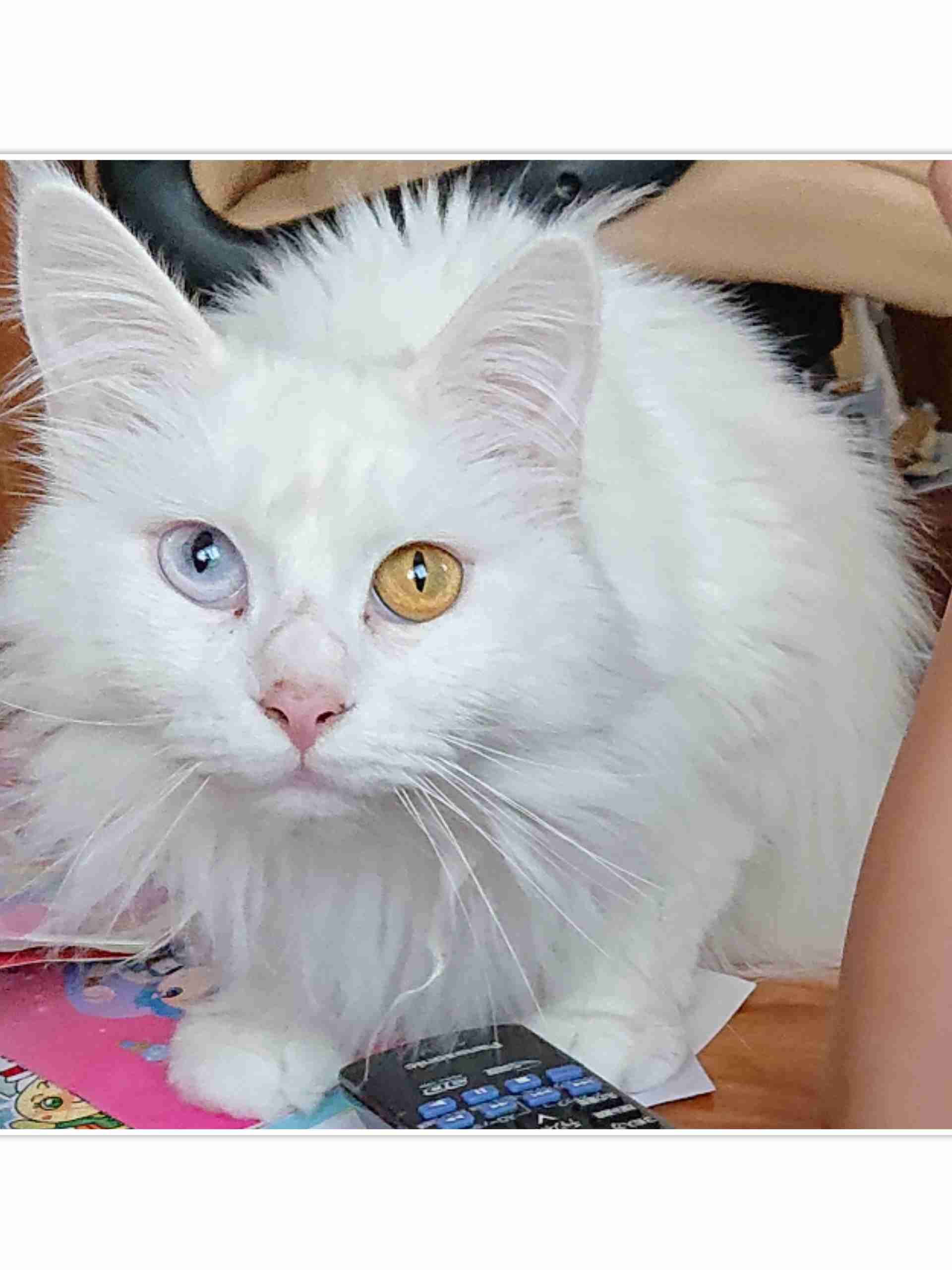 『メインクーンの成長恐るべし』イエネコ最大の大きさになる猫さんの成長っぷりがすごくて圧巻「でっかくて美人さん」