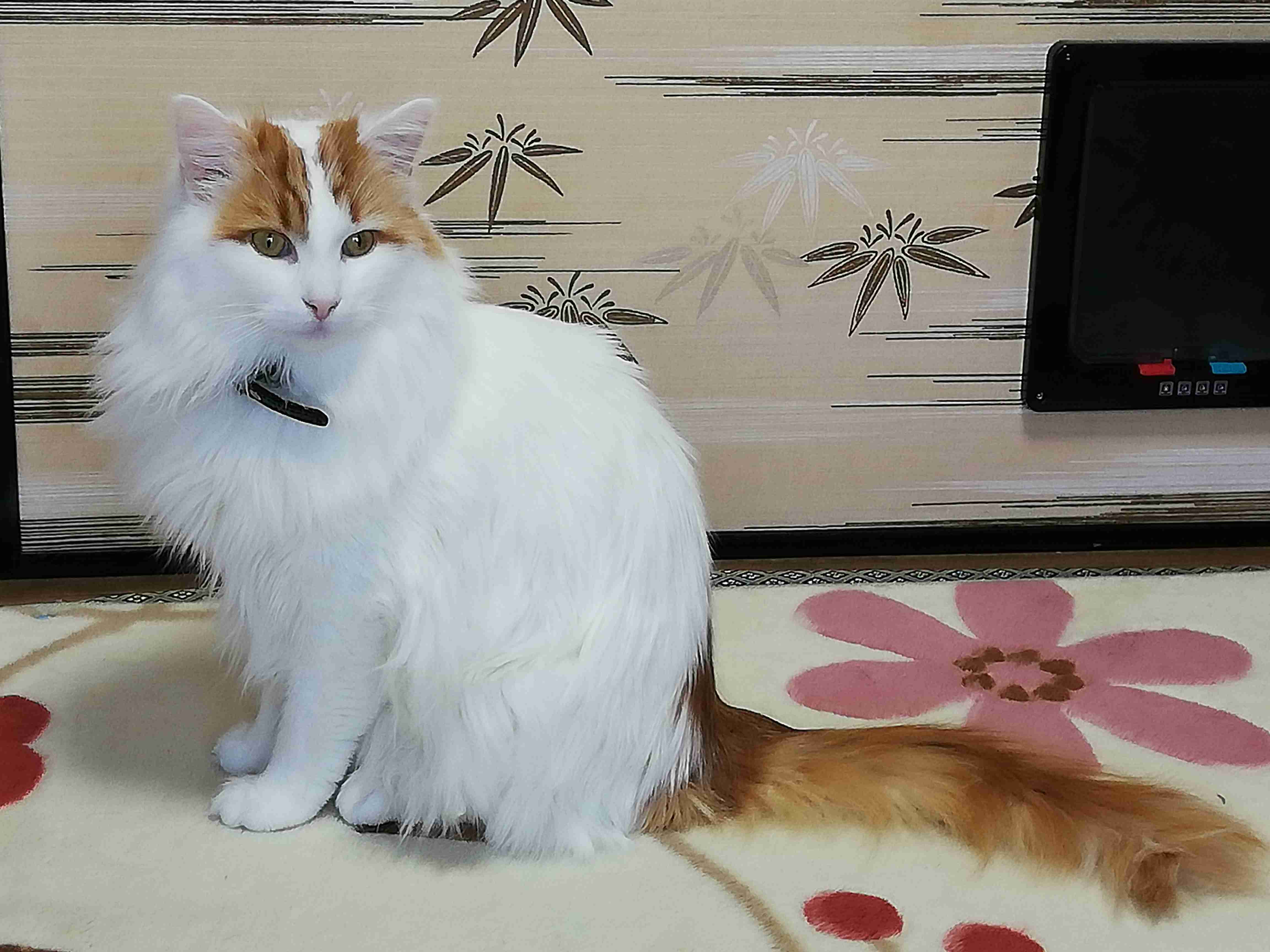 『メインクーンの成長恐るべし』イエネコ最大の大きさになる猫さんの成長っぷりがすごくて圧巻「でっかくて美人さん」