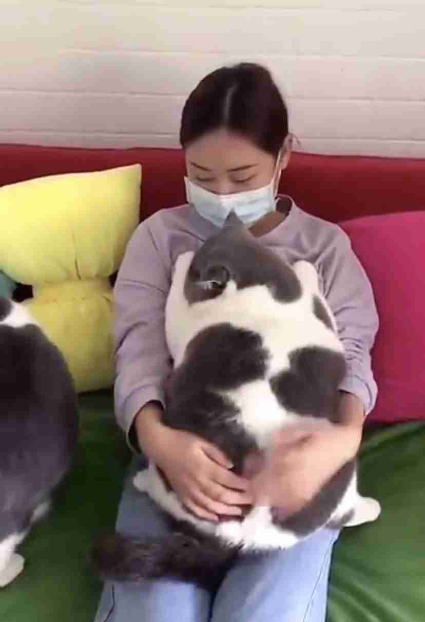 『メインクーンの成長恐るべし』イエネコ最大の大きさになる猫さんの成長っぷりがすごくて圧巻「でっかくて美人さん」