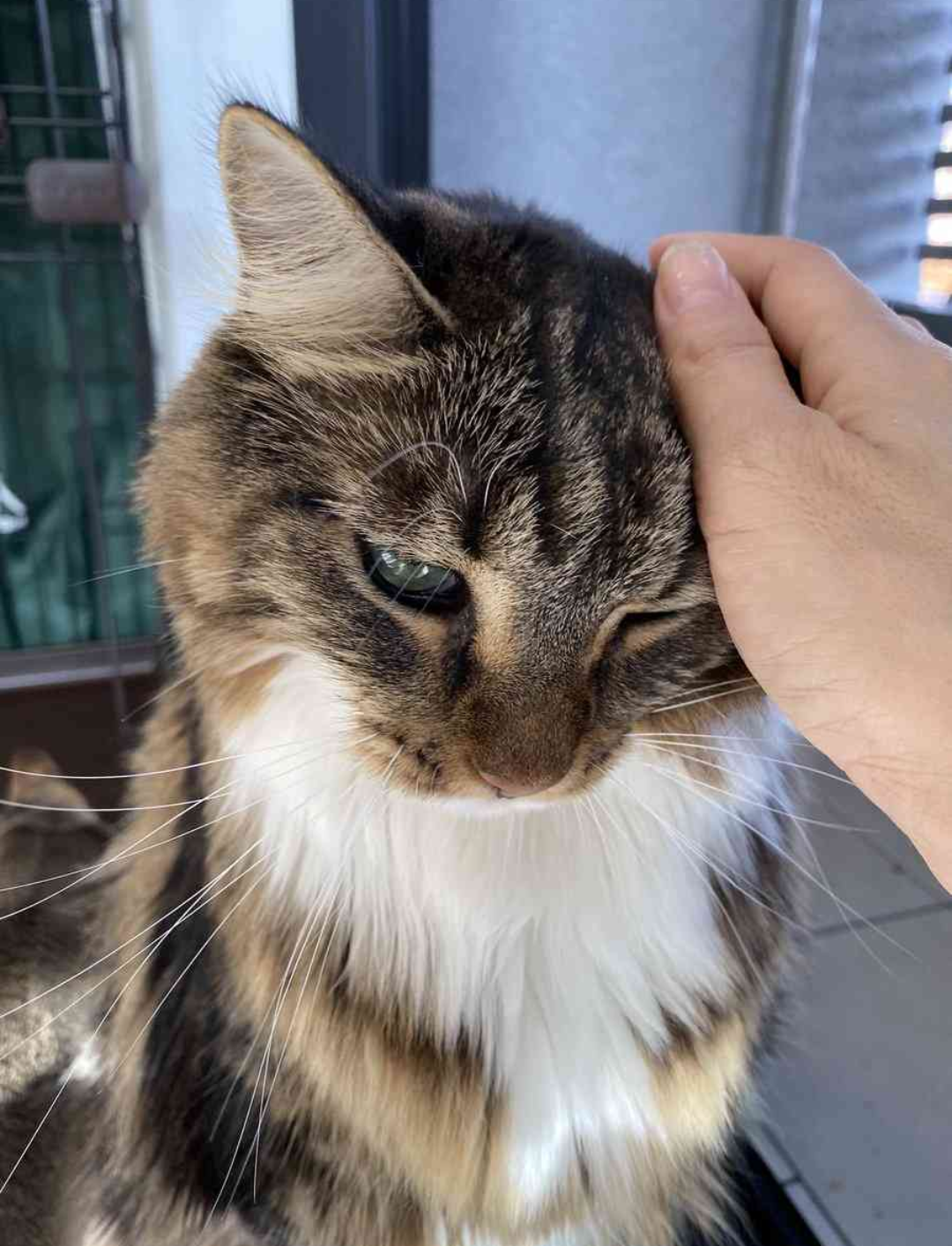 『メインクーンの成長恐るべし』イエネコ最大の大きさになる猫さんの成長っぷりがすごくて圧巻「でっかくて美人さん」