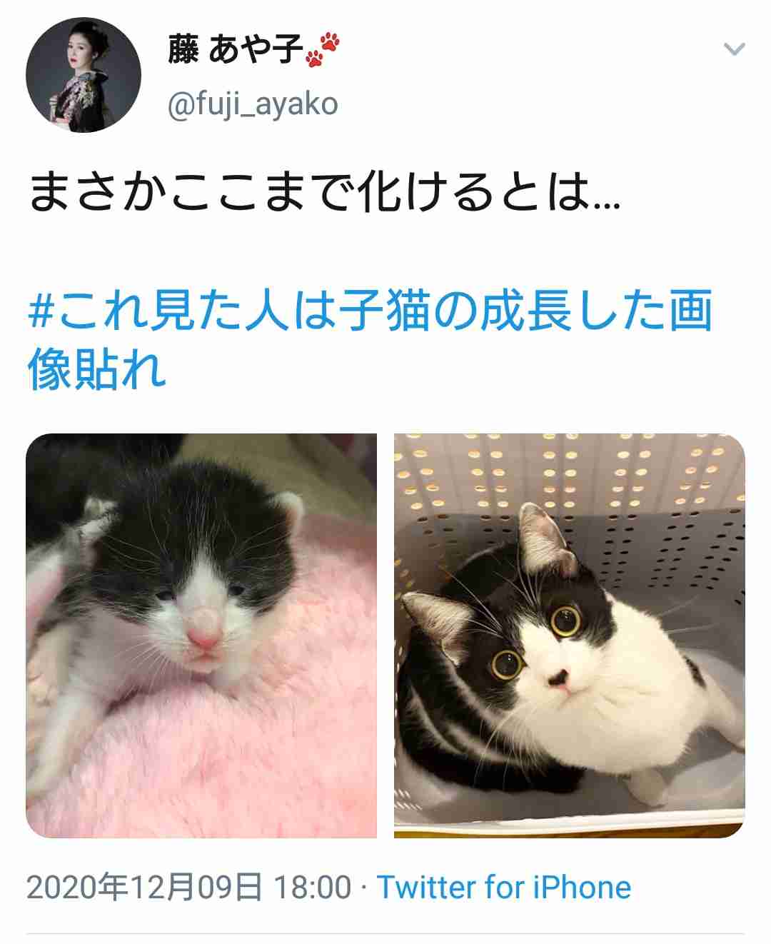 『メインクーンの成長恐るべし』イエネコ最大の大きさになる猫さんの成長っぷりがすごくて圧巻「でっかくて美人さん」