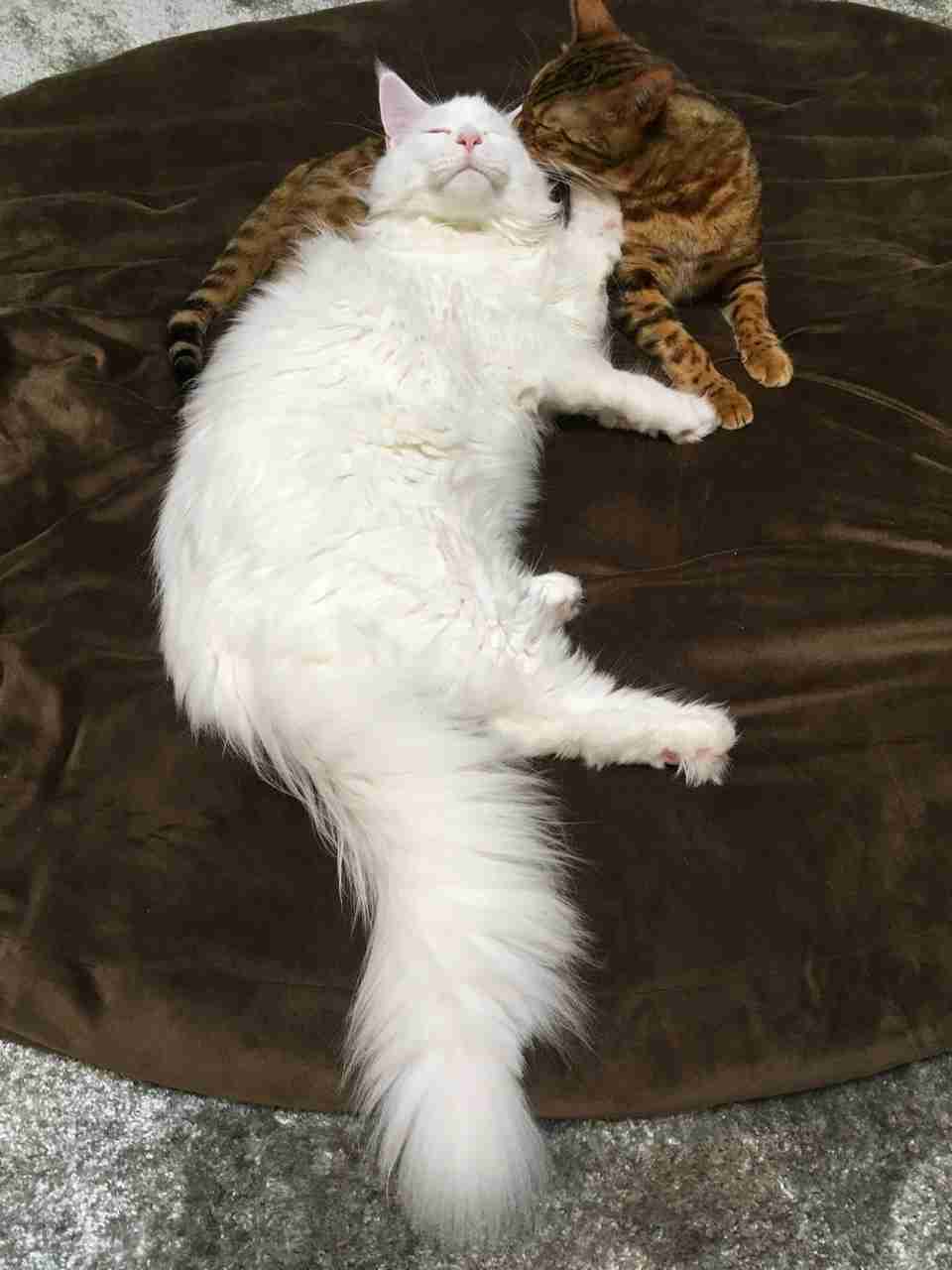 『メインクーンの成長恐るべし』イエネコ最大の大きさになる猫さんの成長っぷりがすごくて圧巻「でっかくて美人さん」