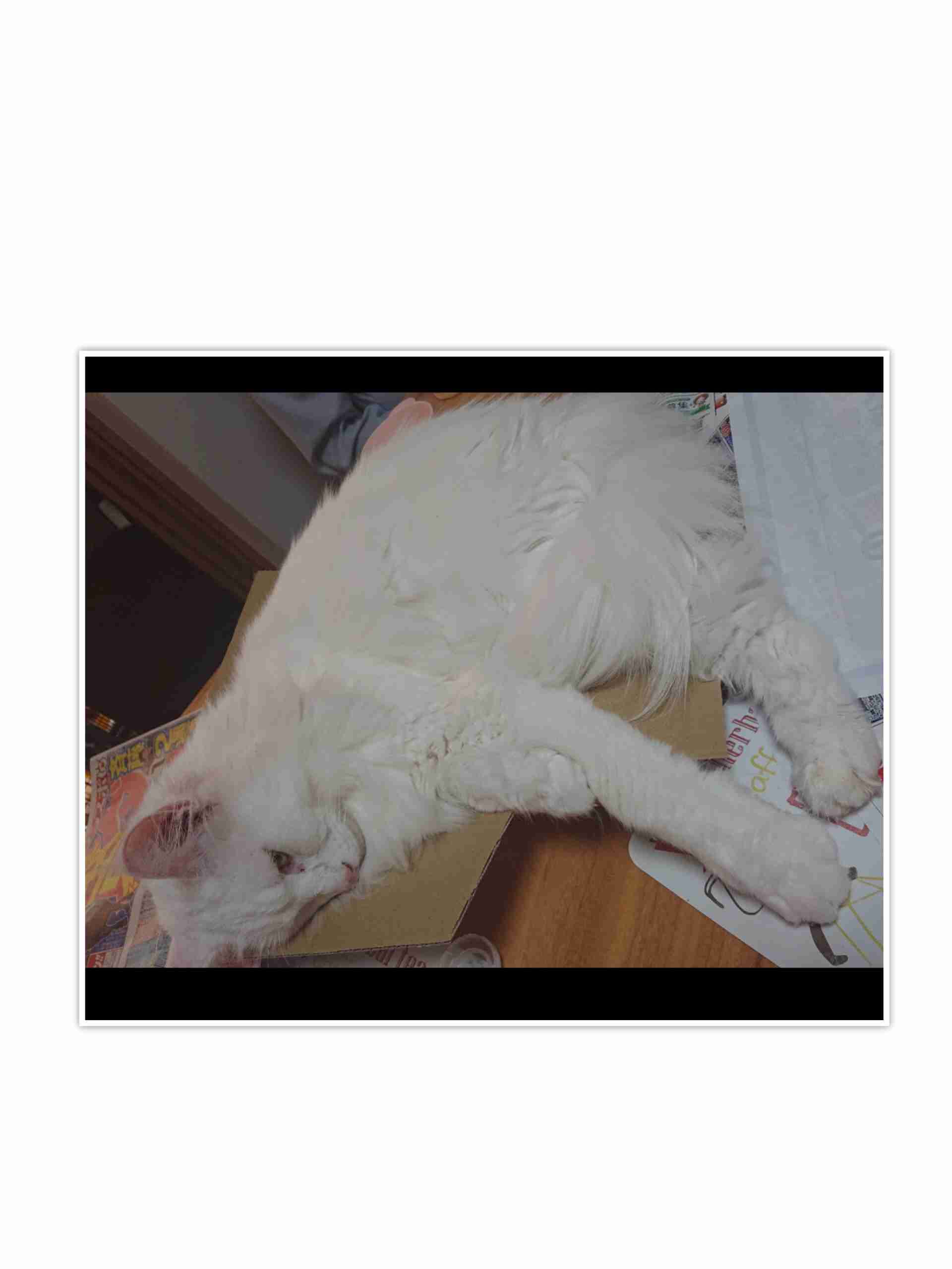 『メインクーンの成長恐るべし』イエネコ最大の大きさになる猫さんの成長っぷりがすごくて圧巻「でっかくて美人さん」