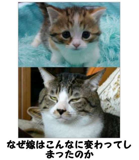 『メインクーンの成長恐るべし』イエネコ最大の大きさになる猫さんの成長っぷりがすごくて圧巻「でっかくて美人さん」