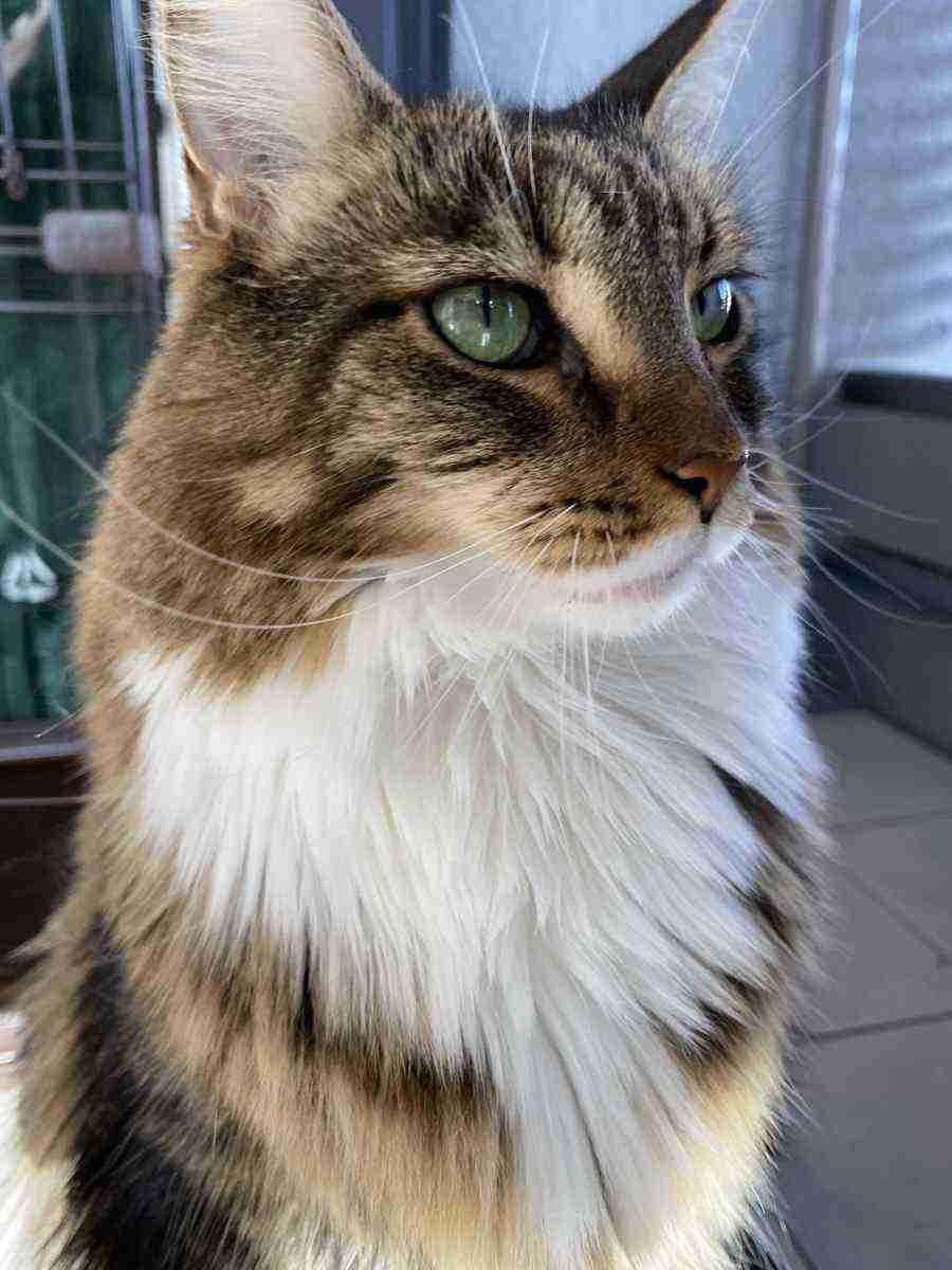 『メインクーンの成長恐るべし』イエネコ最大の大きさになる猫さんの成長っぷりがすごくて圧巻「でっかくて美人さん」
