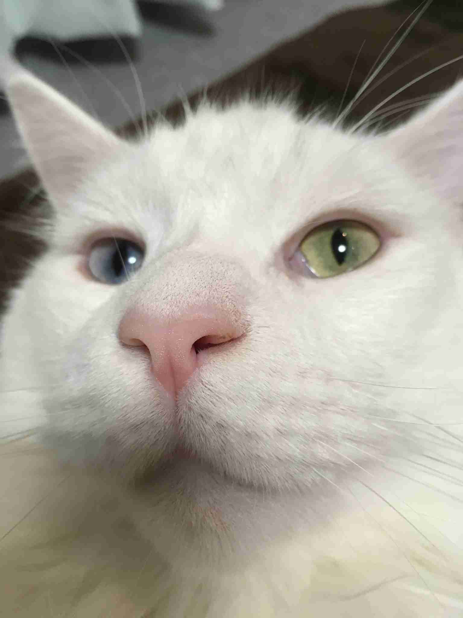 『メインクーンの成長恐るべし』イエネコ最大の大きさになる猫さんの成長っぷりがすごくて圧巻「でっかくて美人さん」