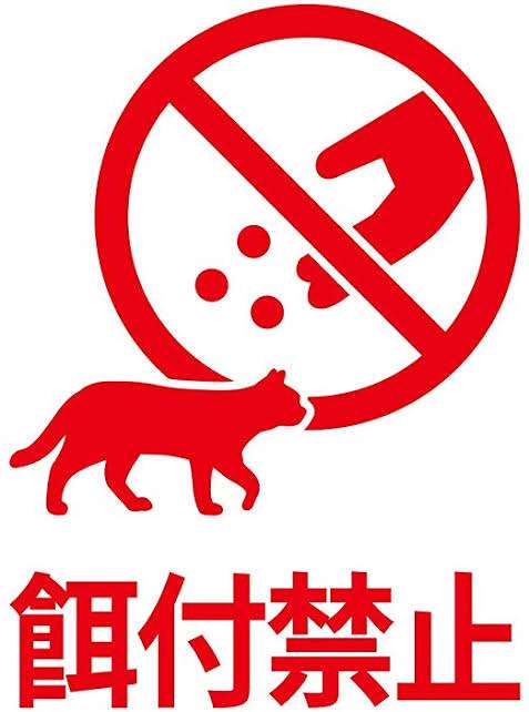 飯田圭織、小1息子に曲げわっぱの焼き魚弁当「お店のお弁当みたーい」と好評