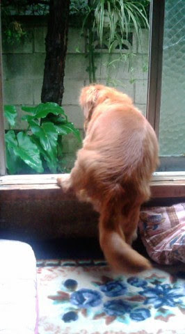 犬種を書いたらみんながどんな性格なのか書いてくれるトピ