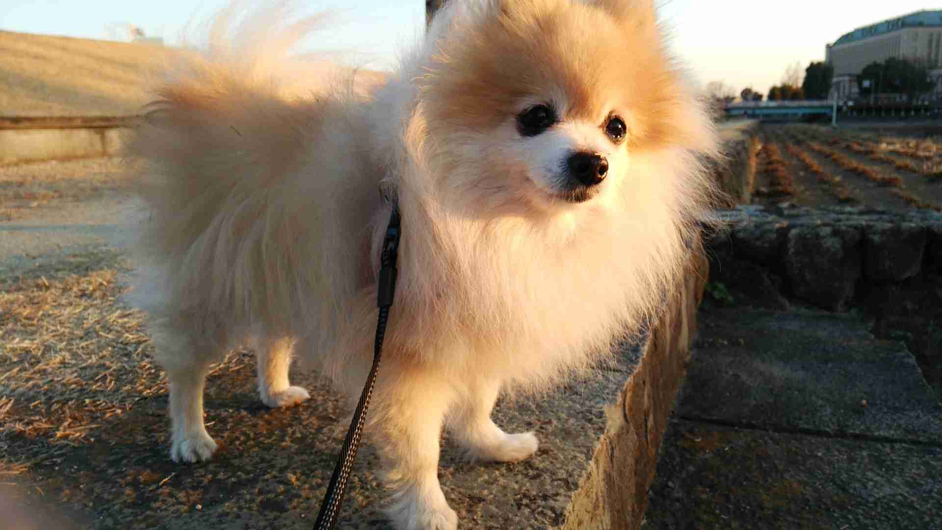 犬種を書いたらみんながどんな性格なのか書いてくれるトピ