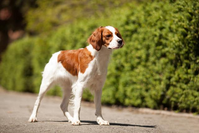 犬種を書いたらみんながどんな性格なのか書いてくれるトピ