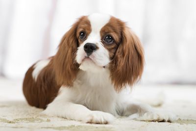 犬種を書いたらみんながどんな性格なのか書いてくれるトピ