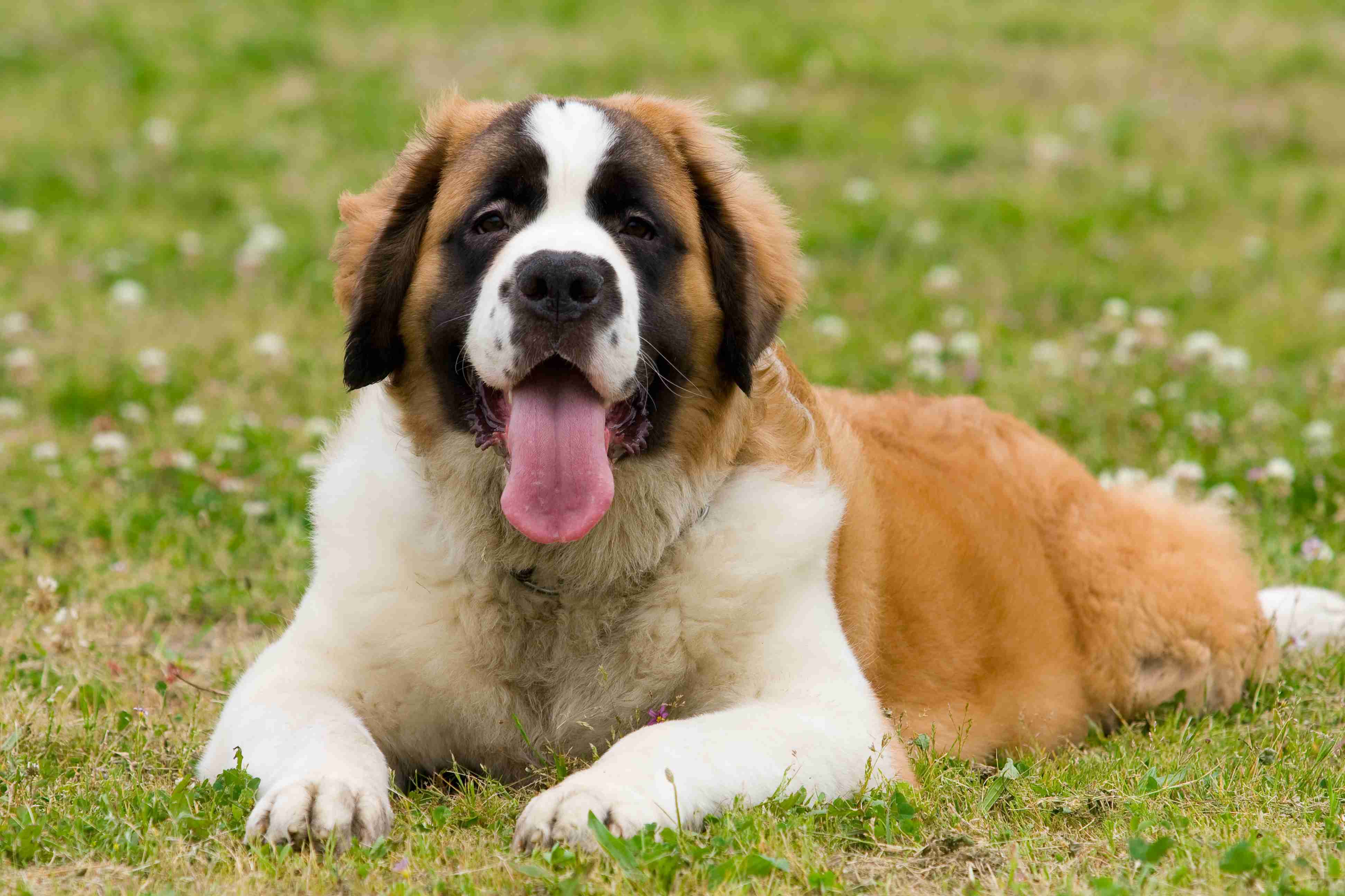 犬種を書いたらみんながどんな性格なのか書いてくれるトピ