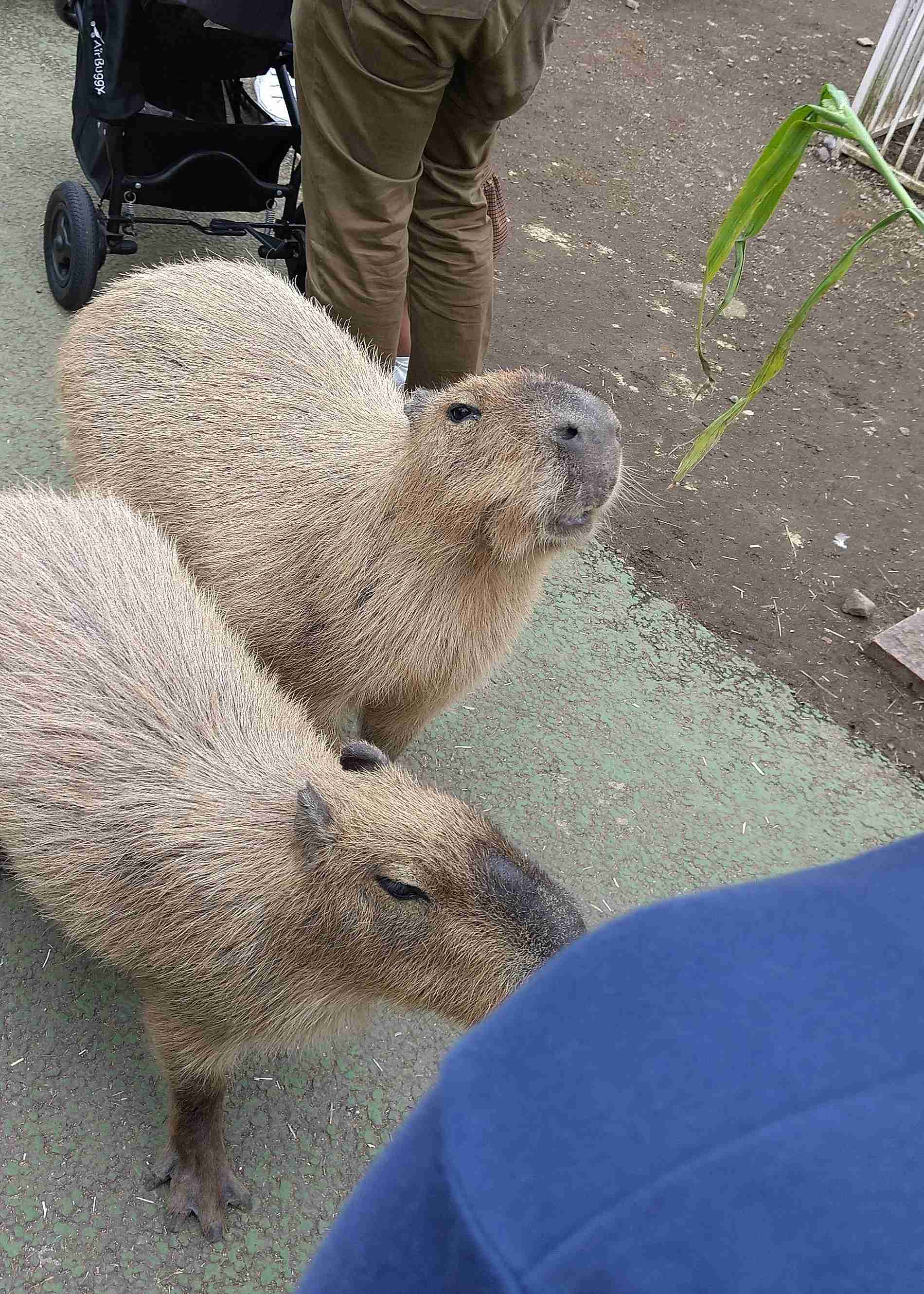 カピバラに癒されよう ガールズちゃんねる Girls Channel