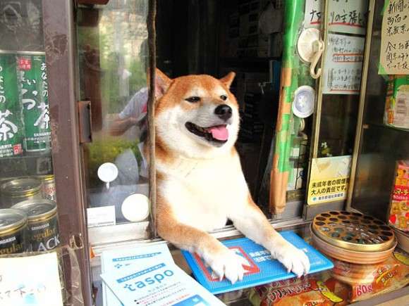 店主のペットとして店内に動物がいる飲食店