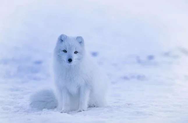 「大雪に対する緊急発表」不要不急の外出控えるよう呼びかけ