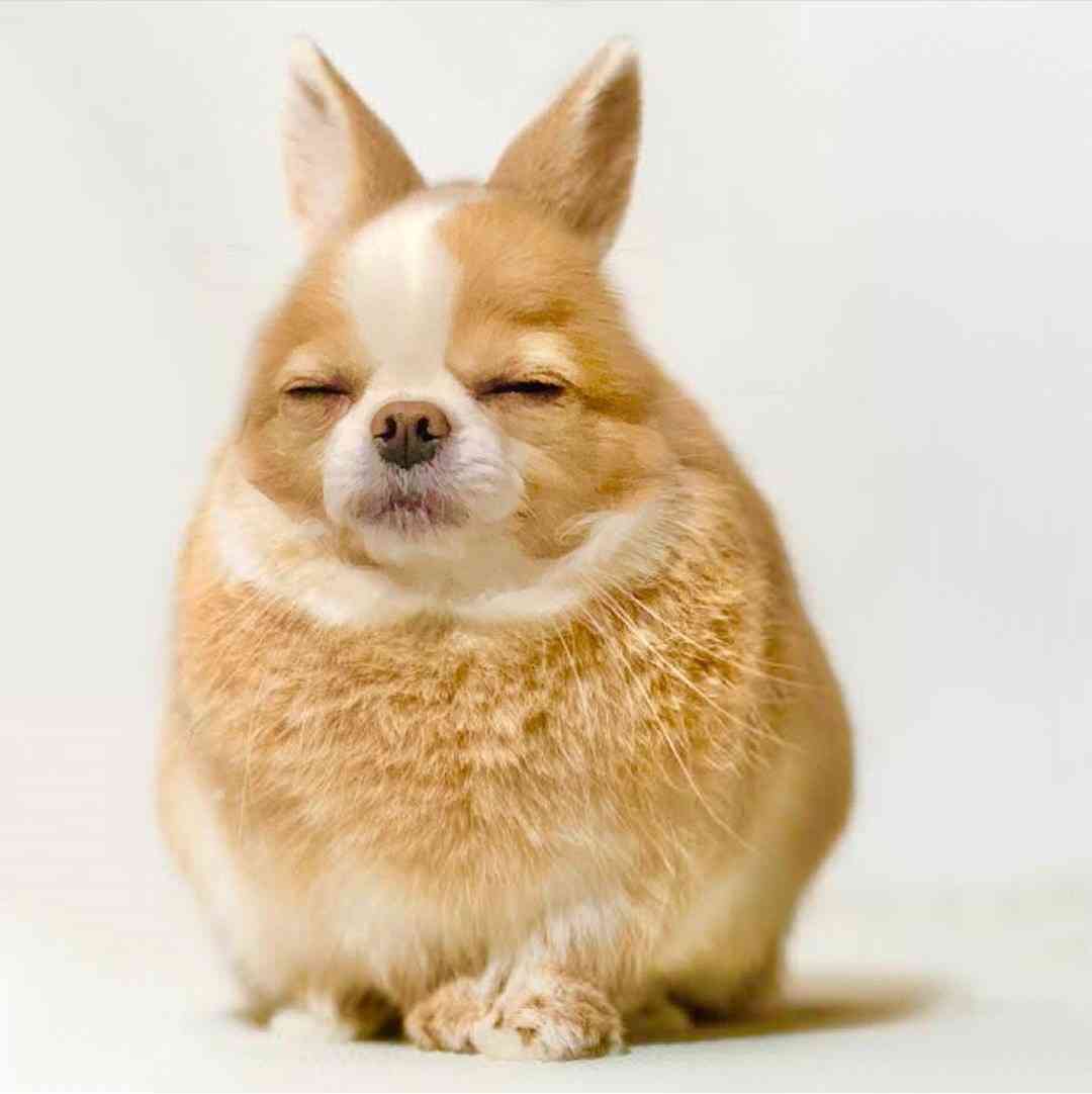 おじいちゃん顔とおばあちゃん顔が集まるトピ。