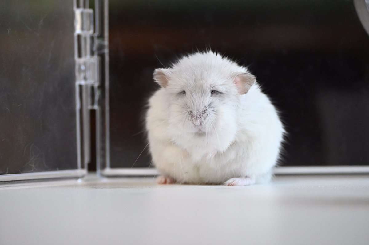 おじいちゃん顔とおばあちゃん顔が集まるトピ。