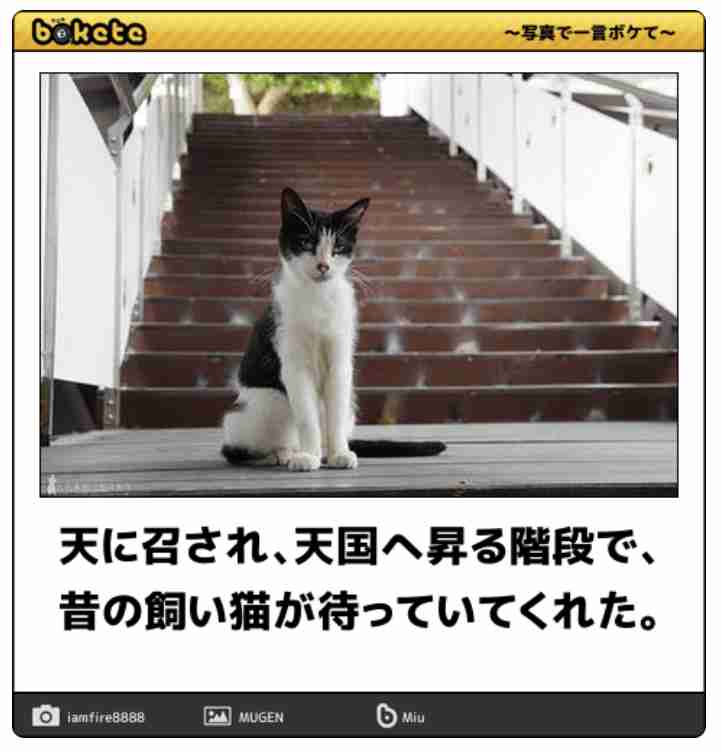 亡くなったペットの思い出を語りませんか part2