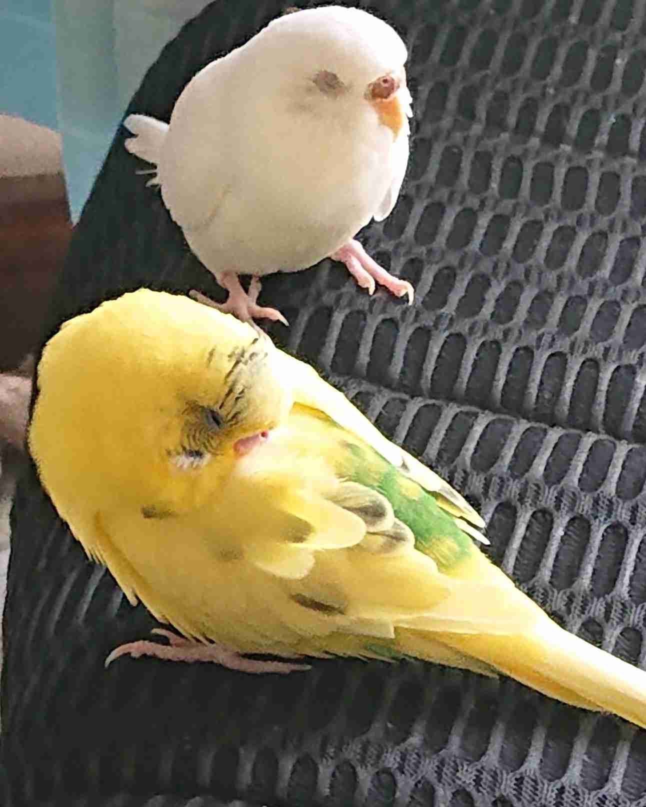 年末だしそろそろインコの可愛さについて語ろう3