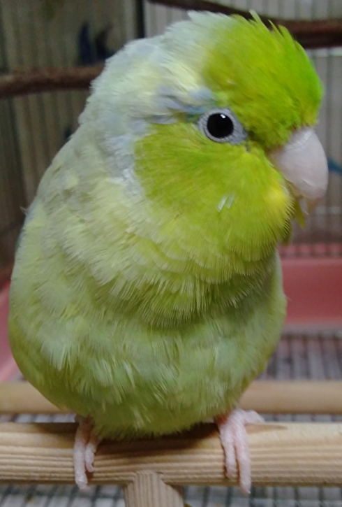 年末だしそろそろインコの可愛さについて語ろう3