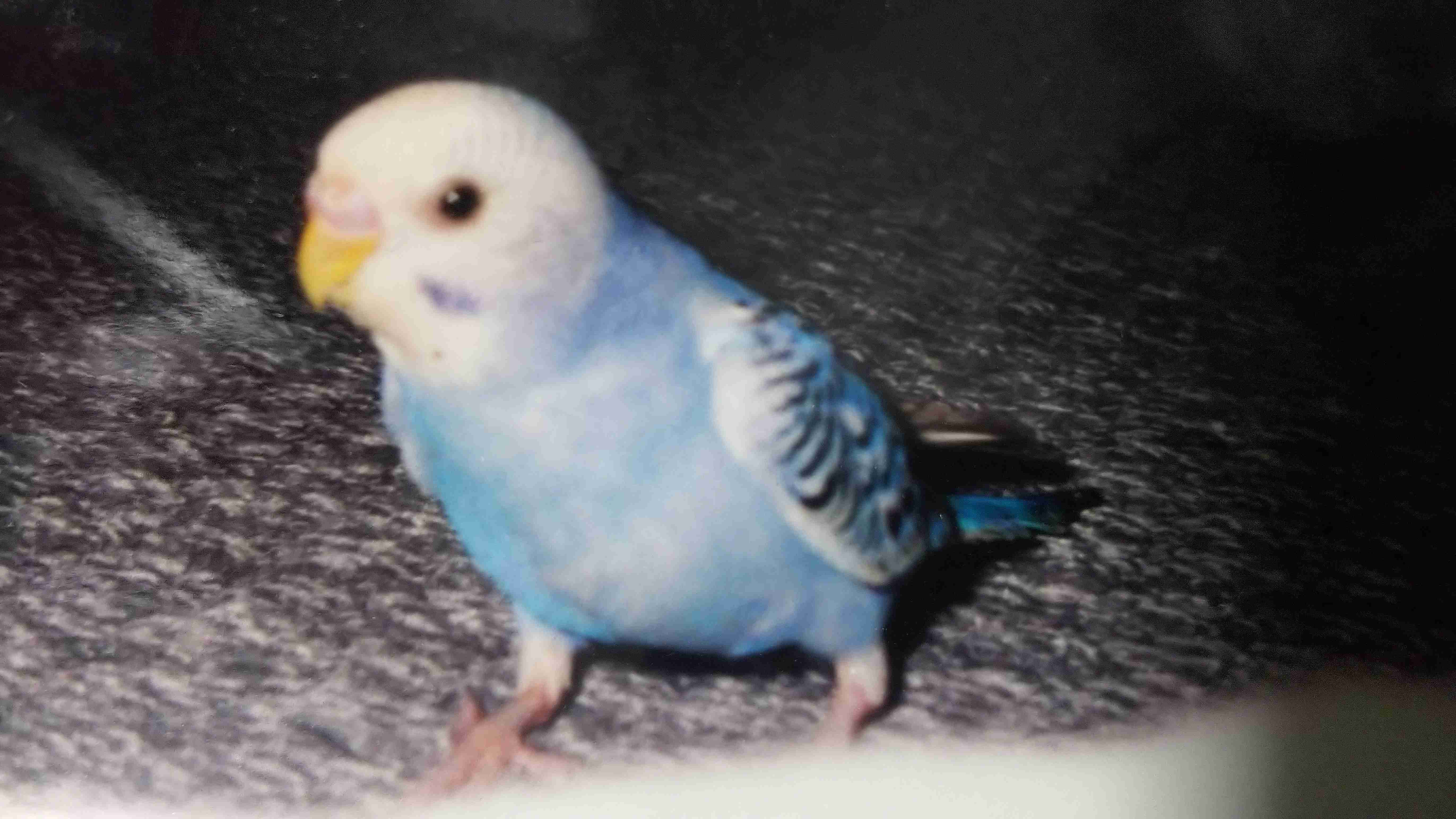 年末だしそろそろインコの可愛さについて語ろう3