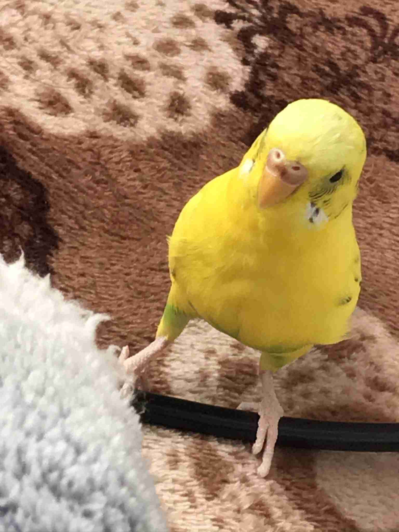 年末だしそろそろインコの可愛さについて語ろう3