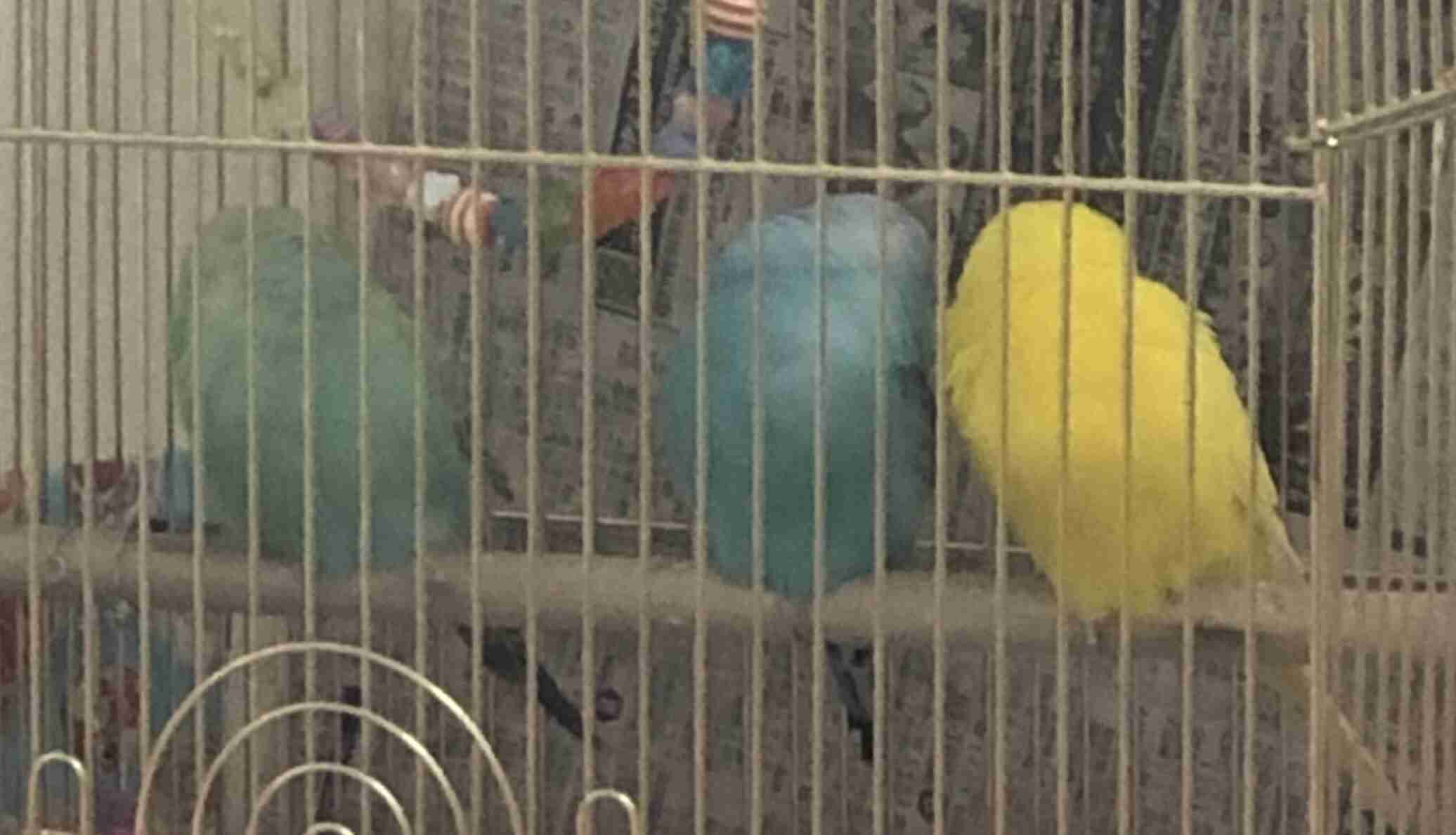 年末だしそろそろインコの可愛さについて語ろう3