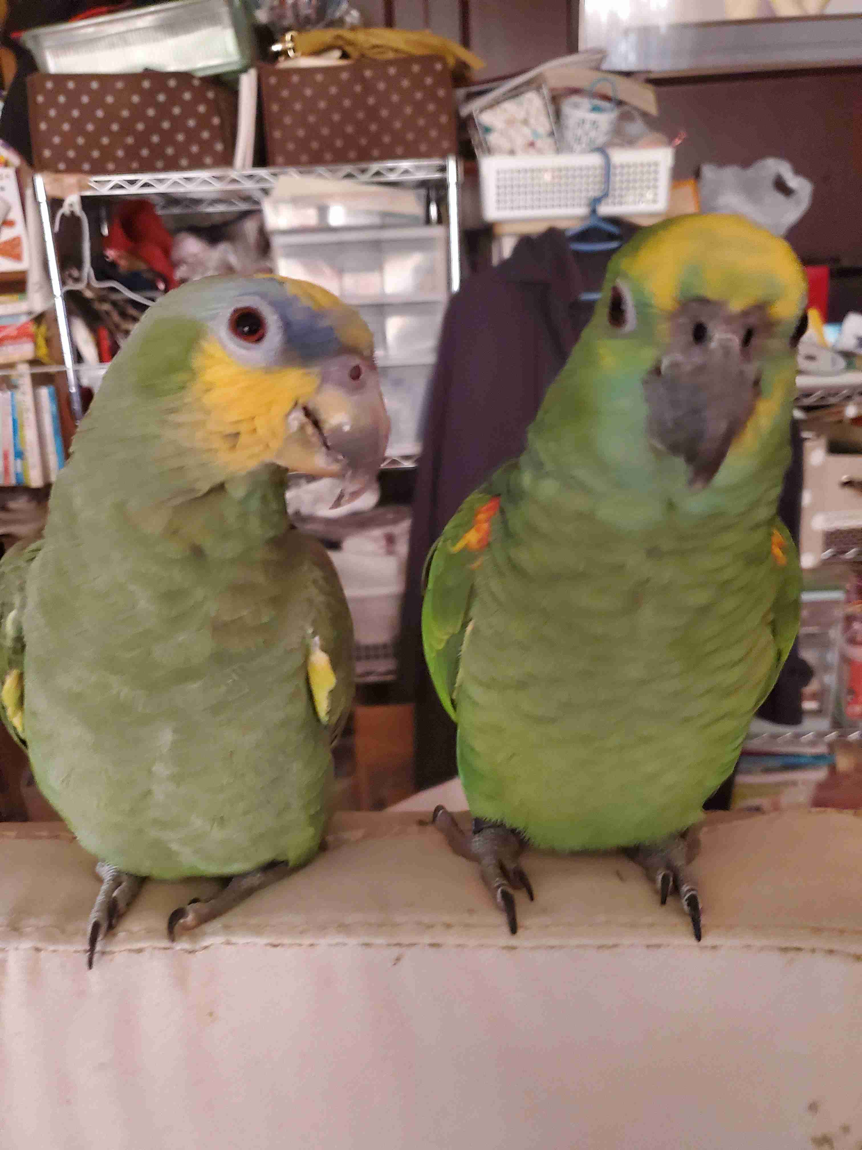 年末だしそろそろインコの可愛さについて語ろう3