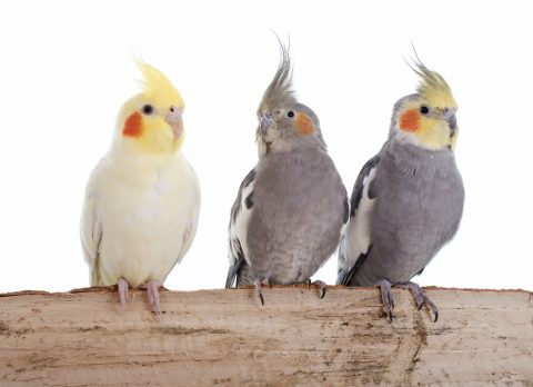 年末だしそろそろインコの可愛さについて語ろう3