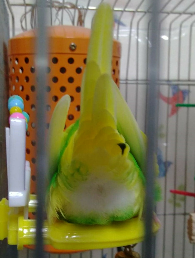 年末だしそろそろインコの可愛さについて語ろう3