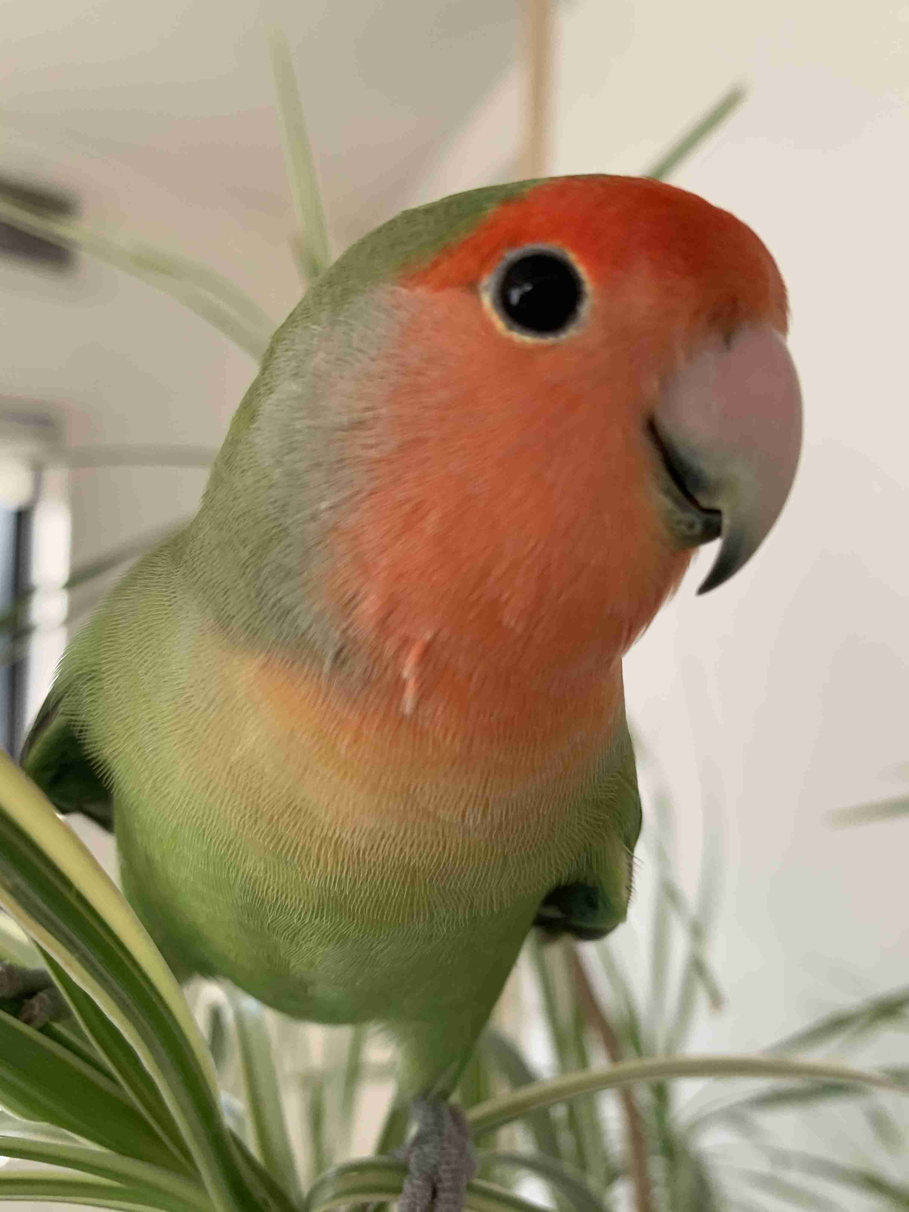 年末だしそろそろインコの可愛さについて語ろう3