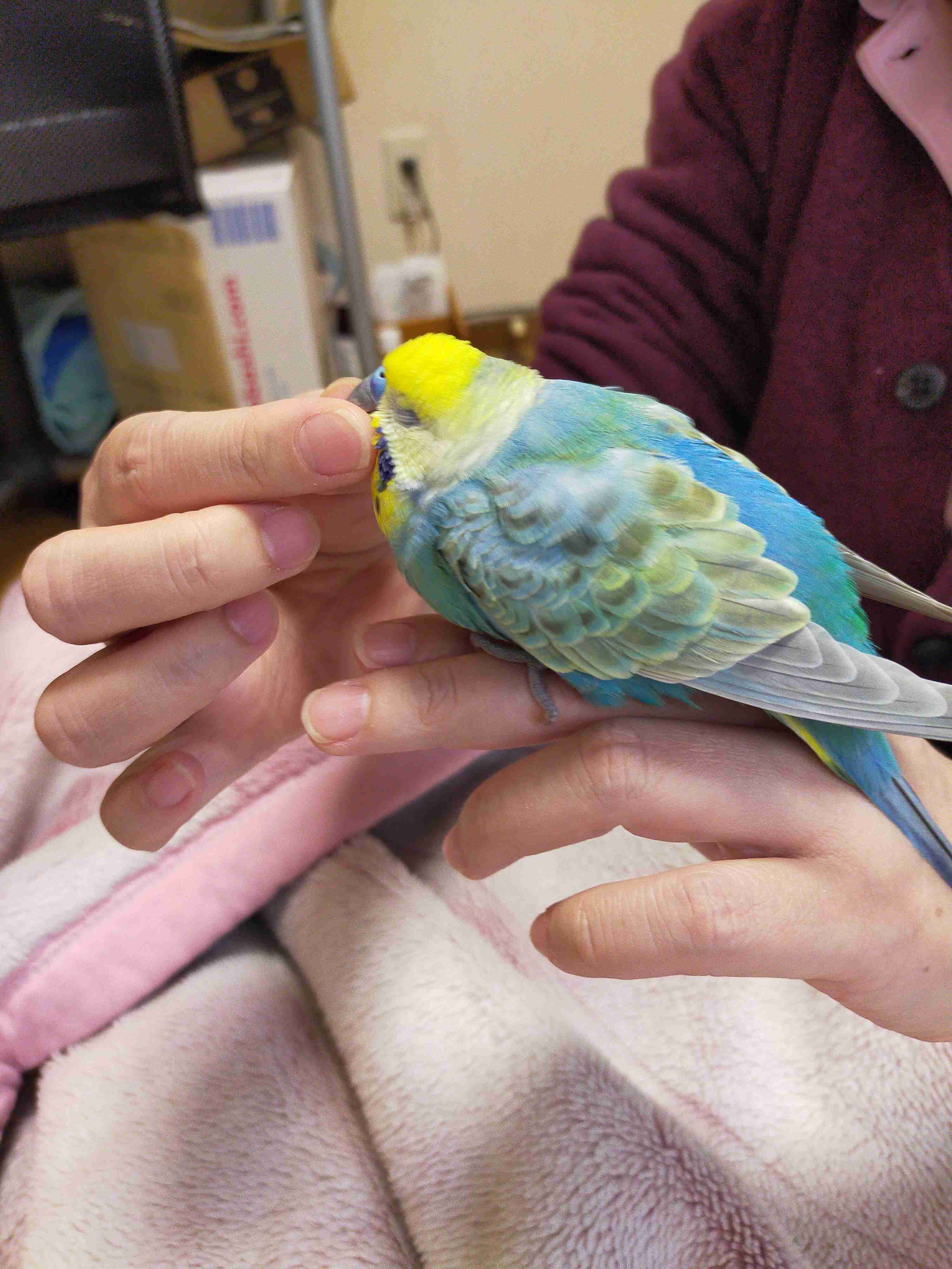 年末だしそろそろインコの可愛さについて語ろう3
