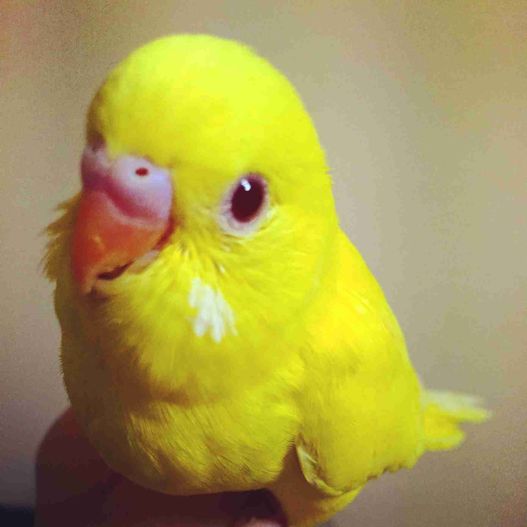 年末だしそろそろインコの可愛さについて語ろう3