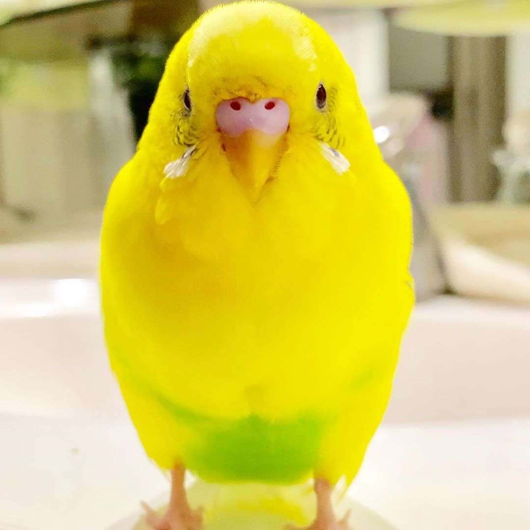 年末だしそろそろインコの可愛さについて語ろう3